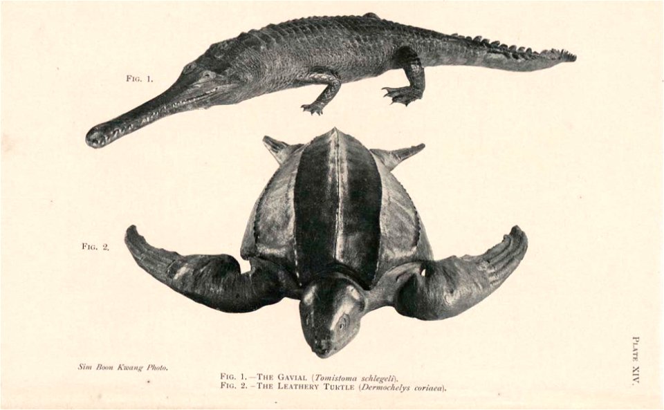 Guide to the zoological collections of the Raffles Museum, Singapore.