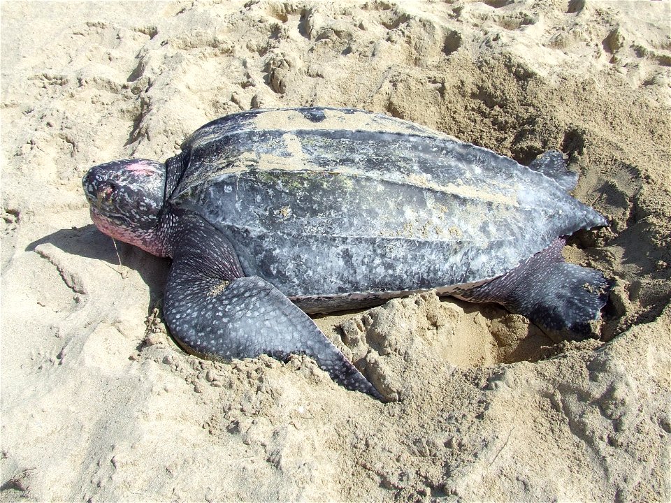 Scientific name: Dermochelys coriacea Common name Spanish: Tinglar Photo by Al Woodson, USFWS volunteer Location, Sandy Point National Wildlife Refuge, US Virgin Islands More information: ecos.fw photo