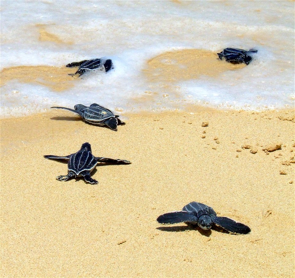 Leatherbacks crawling to the sea.  Tinglares arrastrandose hasta el mar