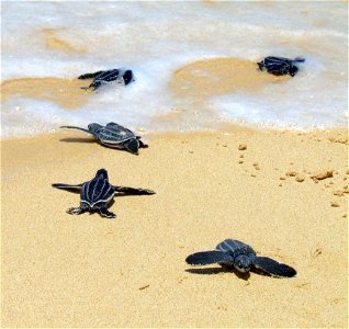 Leatherbacks crawling to the sea. Tinglares arrastrandose hasta el mar photo