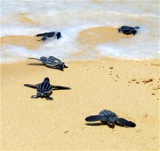 Leatherbacks crawling to the sea.  Tinglares arrastrandose hasta el mar