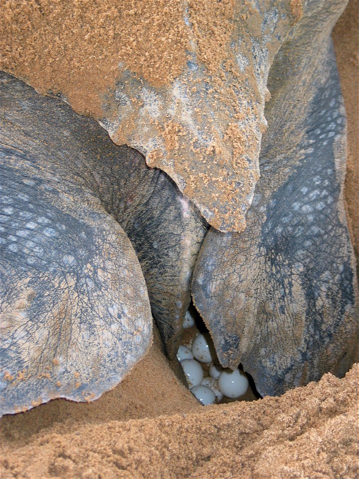 Ponte d'une tortue luth. Photo prise sur la plage de Montjoly (Guyane).