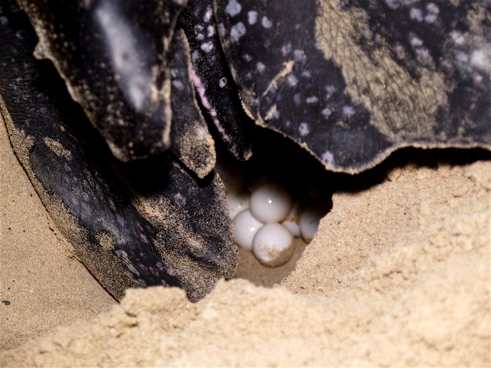 Lederschildkröte bei Eiablage