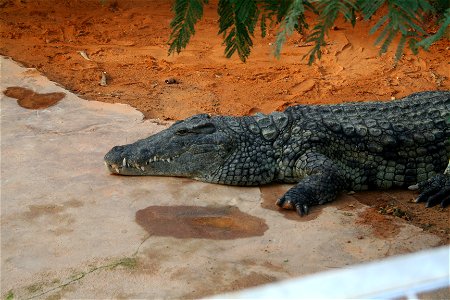 Crocodile du Nil en captivité à La Ferme aux crocodiles, Pierrelatte, France.