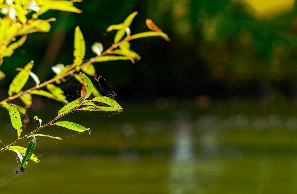 Insect wing summer