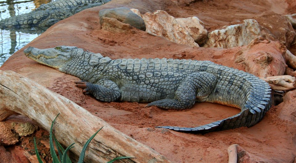 Crocodiles du Nil en captivité à La Ferme aux crocodiles, Pierrelatte, France.
