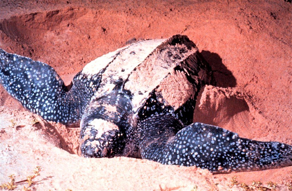 Adult Dermochelys coriacea, Leatherback Sea Turtle.
In Las Baulas National Marine Park, Costa Rica.