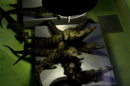 Crocodile du Nil né et sous couveuse en captivité à La Ferme aux crocodiles, Pierrelatte, France.
