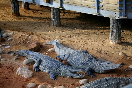 Crocodile du Nil en captivité à La Ferme aux crocodiles, Pierrelatte, France.