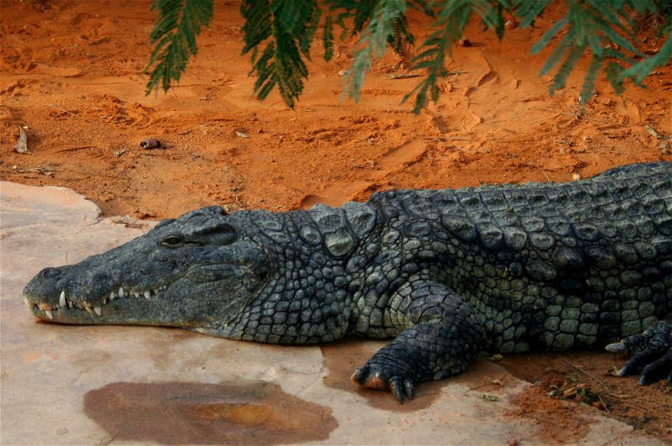 Crocodile du Nil en captivité à La Ferme aux crocodiles, Pierrelatte, France.
