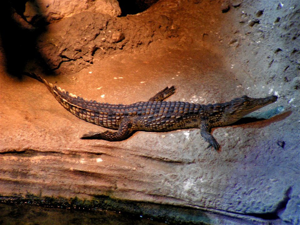 YoungNileCrocodile