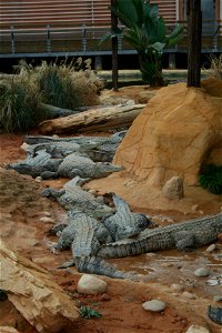 Crocodile du Nil en captivité à La Ferme aux crocodiles, Pierrelatte, France.