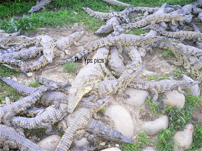 Picture of a Crocodile Farm 2 hours from Cape Town.