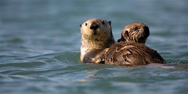 #WorldOtterDay on the Chugach National Forest #otters #wildlife