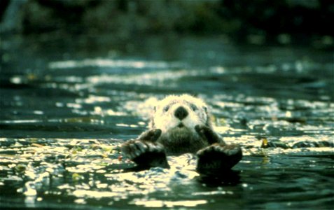 Image title: Enhydra lutris
Image from Public domain images website, http://www.public-domain-image.com/full-image/fauna-animals-public-domain-images-pictures/otters-public-domain-images-pictures/enhy