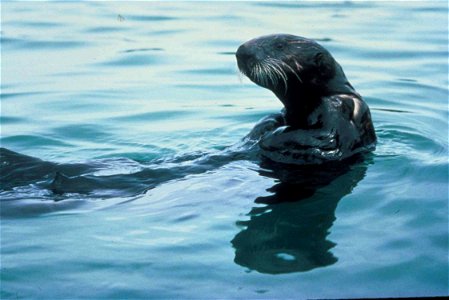 Image title: Enhydra lutris oter in lake
Image from Public domain images website, http://www.public-domain-image.com/full-image/fauna-animals-public-domain-images-pictures/otters-public-domain-images-