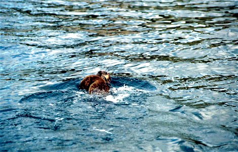 Image title: Enhydra lutris sea oter swimming Image from Public domain images website, http://www.public-domain-image.com/full-image/fauna-animals-public-domain-images-pictures/otters-public-domain-im photo