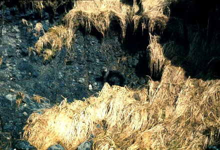 Image title: Enhydra lutris sea otter animal on coast
Image from Public domain images website, http://www.public-domain-image.com/full-image/fauna-animals-public-domain-images-pictures/otters-public-d