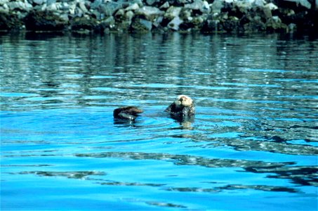 Image title: Enhydra lutris, sea otter in lake ocean Image from Public domain images website, http://www.public-domain-image.com/full-image/fauna-animals-public-domain-images-pictures/otters-public-do photo