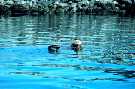 Image title: Enhydra lutris, sea otter in lake ocean
Image from Public domain images website, http://www.public-domain-image.com/full-image/fauna-animals-public-domain-images-pictures/otters-public-do