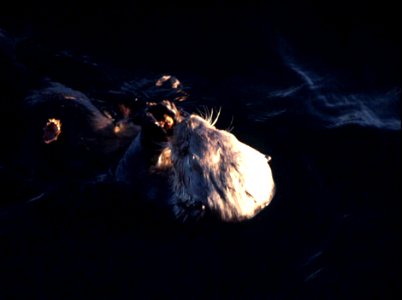 Image title: Enhydra lutris sea otter marine mammal close up
Image from Public domain images website, http://www.public-domain-image.com/full-image/fauna-animals-public-domain-images-pictures/otters-p