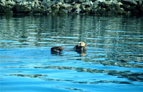 Image title: Enhydra lutris, sea otter swimming in water and eating grooming Image from Public domain images website, http://www.public-domain-image.com/full-image/fauna-animals-public-domain-images-p photo