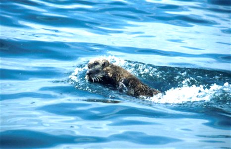 Image title: Fast swimming sea otter enhydra lutris Image from Public domain images website, http://www.public-domain-image.com/full-image/fauna-animals-public-domain-images-pictures/otters-public-dom photo