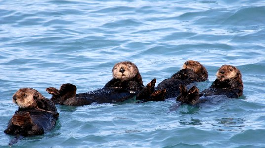 Otters in Monterey Bay photo