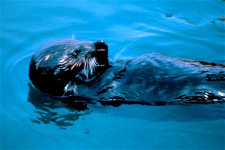 Image title: Oiled enhydra lutris sea otter animal
Image from Public domain images website, http://www.public-domain-image.com/full-image/fauna-animals-public-domain-images-pictures/otters-public-doma