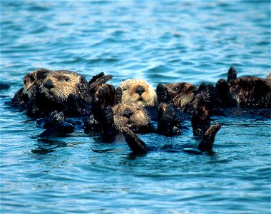 A raft of sea otters. Credit: USFWS photo