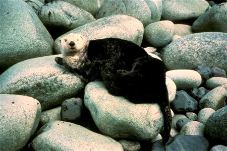 Image title: Sea otter Image from Public domain images website, http://www.public-domain-image.com/full-image/fauna-animals-public-domain-images-pictures/otters-public-domain-images-pictures/sea-otter photo