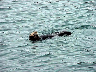 Image title: Seals in Monterey. It looks a sea otter! Image from Public domain images website, http://www.public-domain-image.com/full-image/fauna-animals-public-domain-images-pictures/seals-and-sea-l photo