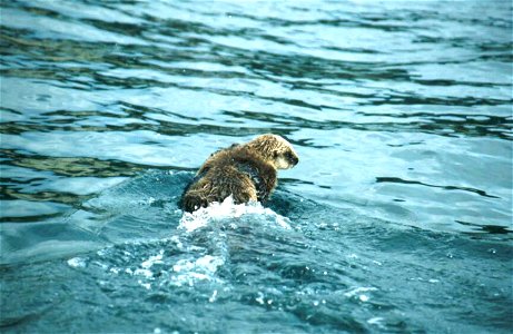 Image title: Sea otter Image from Public domain images website, http://www.public-domain-image.com/full-image/fauna-animals-public-domain-images-pictures/otters-public-domain-images-pictures/sea-otter photo