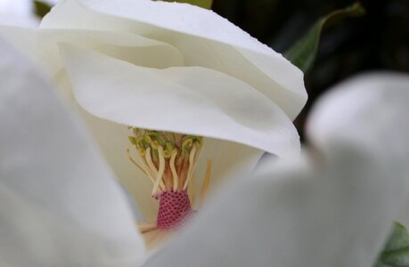 Magnolia grandiflora flower nascent photo