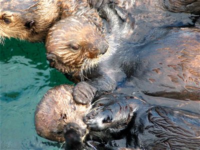 Image title: Group of sea otter animals Image from Public domain images website, http://www.public-domain-image.com/full-image/fauna-animals-public-domain-images-pictures/otters-public-domain-images-p photo
