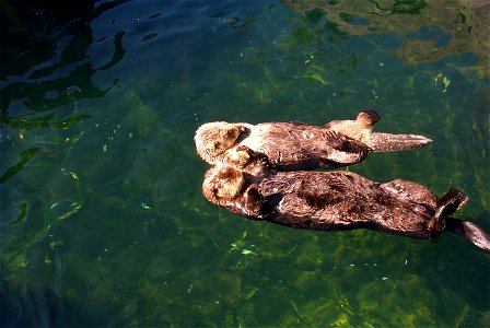 Two sea otters at the Vancouver Aquarium.