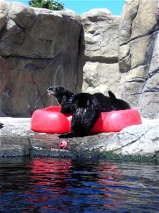 Sea otter photo