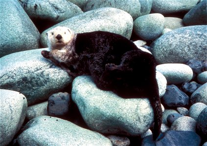 Sea Otter Enhydra lutris in Yukon Delta National Wildlife Refuge, Alaska photo