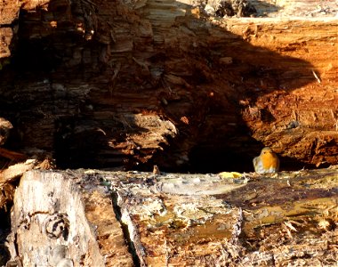 Düsseldorf Hofgarten. Das Vivarium. In einem Glashaus befand sich ein alter verrottender Baum, auf dem der Künstler Mark Dion einen Mikrokosmos lebender Organismen angesiedelt hatte. Das Kunstwerk ent
