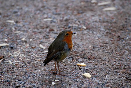 Erithacus rubecula (European Robin) in Royal Botanical Garden Edinburgh photo