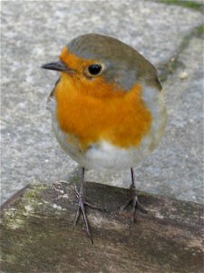 Erithacus rubecula scotland photo