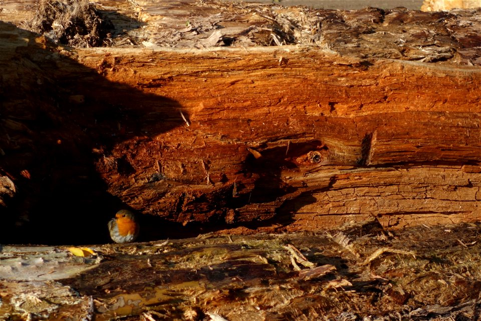 Düsseldorf Hofgarten. Das Vivarium. In einem Glashaus befand sich ein alter verrottender Baum, auf dem der Künstler Mark Dion einen Mikrokosmos lebender Organismen angesiedelt hatte. Das Kunstwerk ent