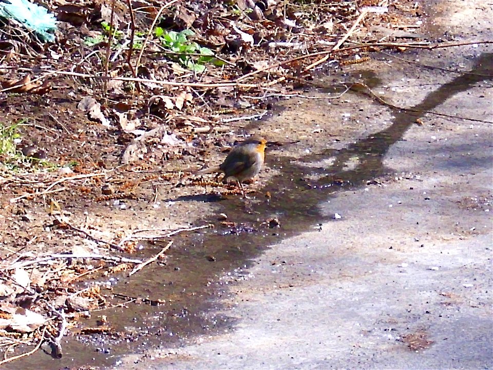 Erithacus rubecula, Sierra Madrona, Spain