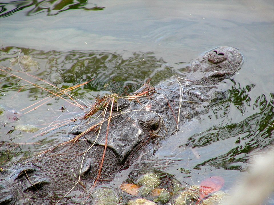 American crocodile (Crocodylus acutus) - Crocodile Lake National Wildlife Refuge