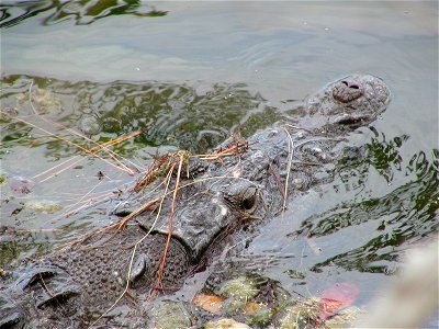American crocodile (Crocodylus acutus) - Crocodile Lake National Wildlife Refuge