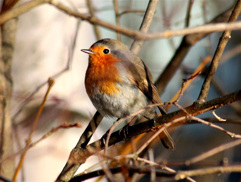 European robin (Erithacus rubecula) in Hollihaka neighbourhood in Oulu, Finland.