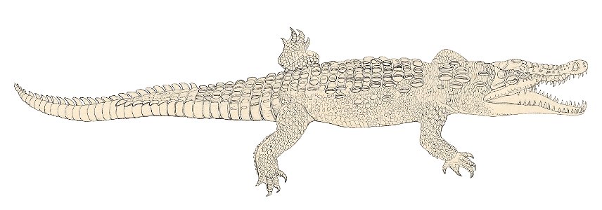 Crocodylus acutus