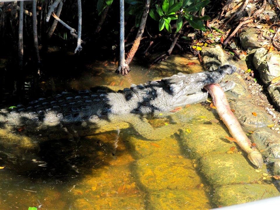 Crocodile eating eel (1), NPSPhoto, S. Cortell