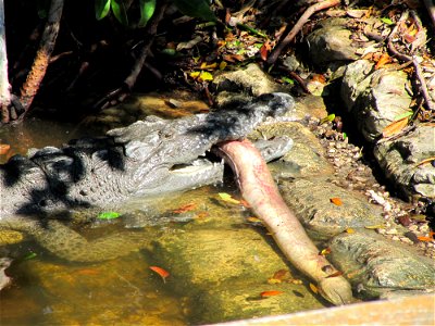 Crocodile eating eel, NPSPhoto, S.Cotrell