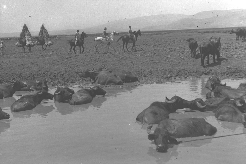 BUFFALOS SOAKING IN A MUD HOLE IN THE HULA VALLEY. תאו משתכשכים בביצת החולה.